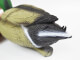 Подсадное чучело Birdland птенец кряквы самец